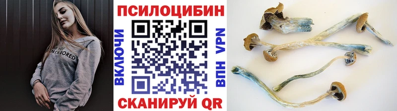 наркота  Бердск  Галлюциногенные грибы Cubensis 