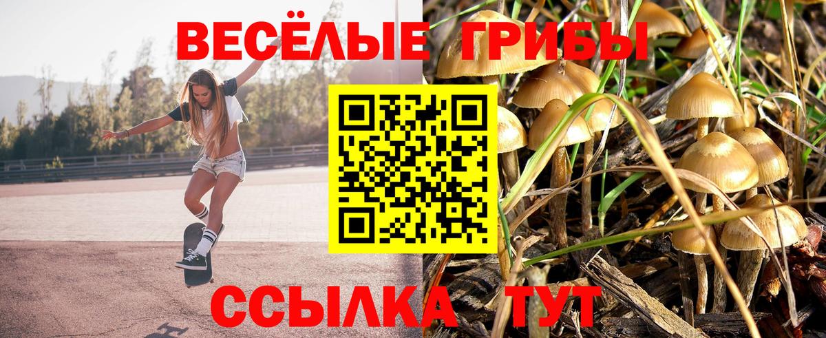 Галлюциногенные грибы Psilocybe Бердск