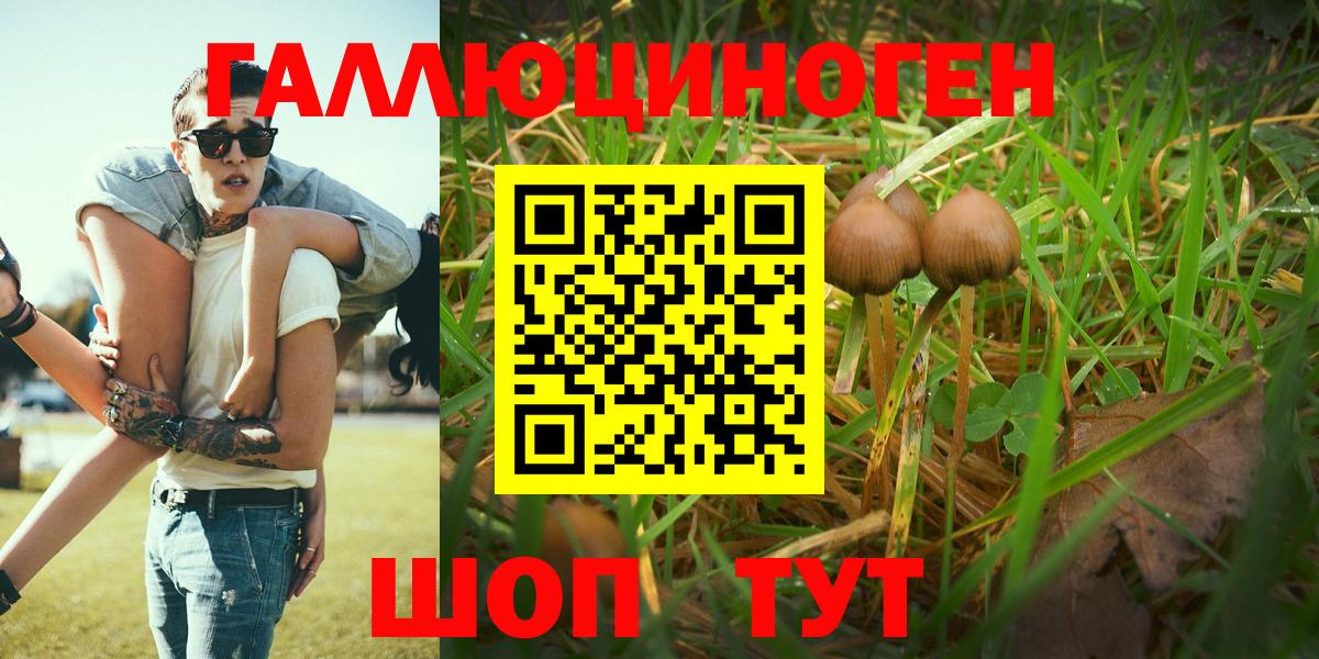 Псилоцибиновые грибы MAGIC MUSHROOMS  как найти наркотики  Бердск  Вход с VPN 